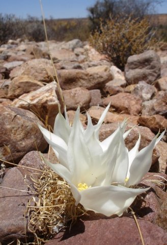 Gethyllis 